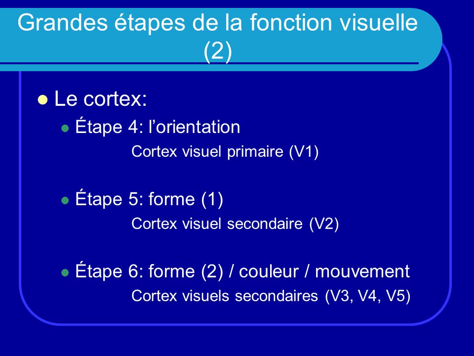Grandes étapes de la fonction visuelle (2)