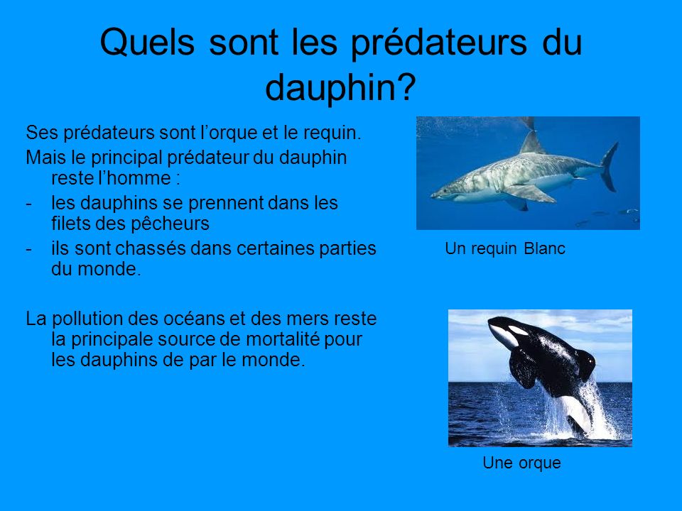 Quels sont les prédateurs du dauphin