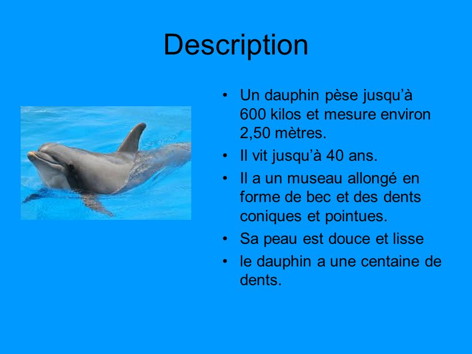 Description Un dauphin pèse jusqu’à 600 kilos et mesure environ 2,50 mètres. Il vit jusqu’à 40 ans.