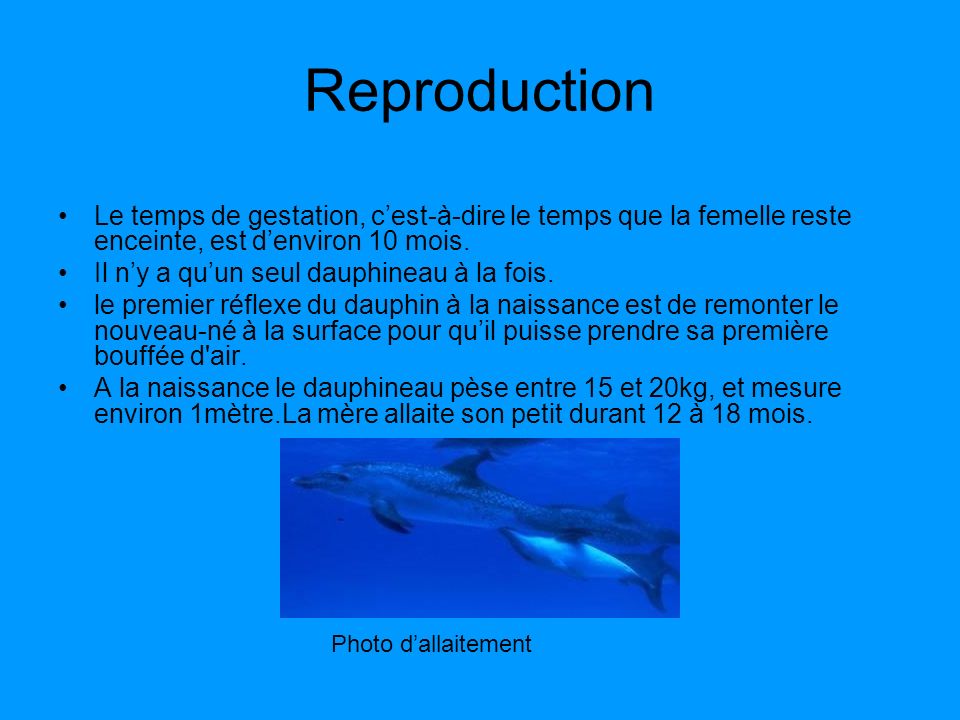 Reproduction Le temps de gestation, c’est-à-dire le temps que la femelle reste enceinte, est d’environ 10 mois.