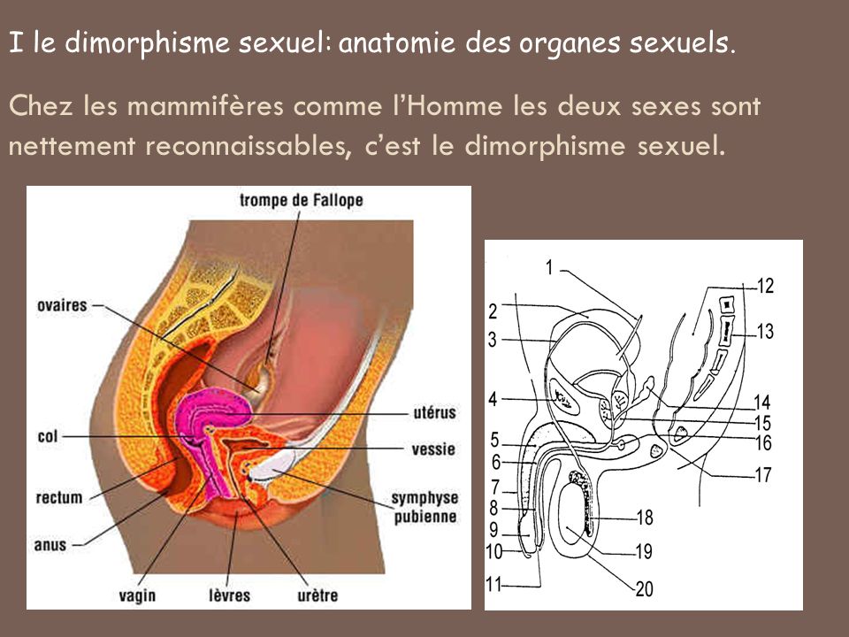 I le dimorphisme sexuel: anatomie des organes sexuels.