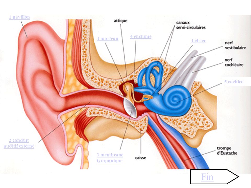 2 conduit auditif externe