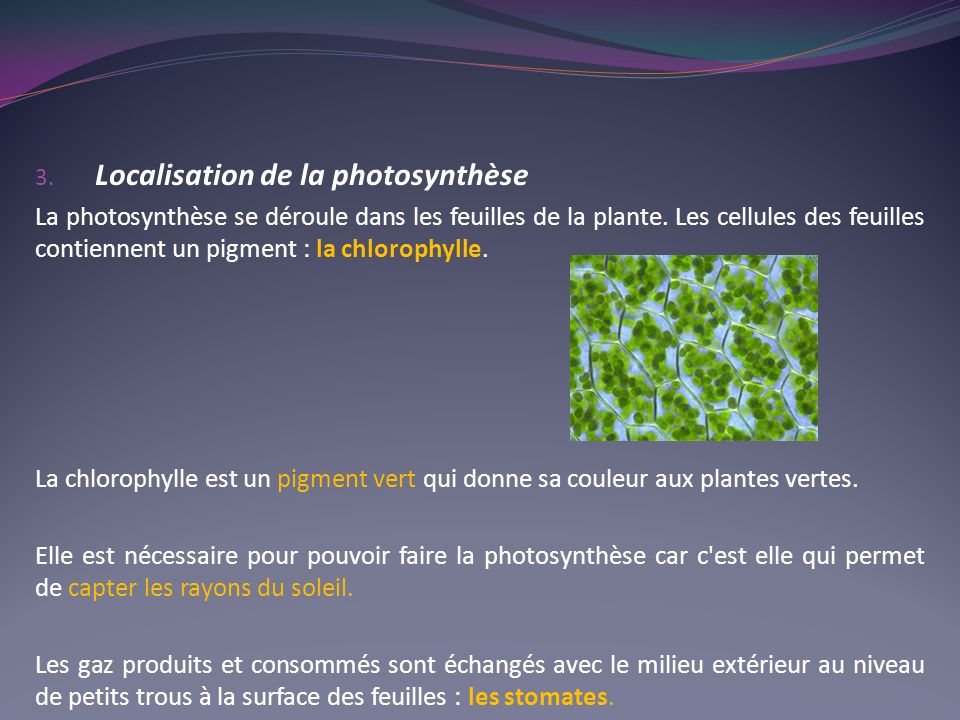 Localisation de la photosynthèse