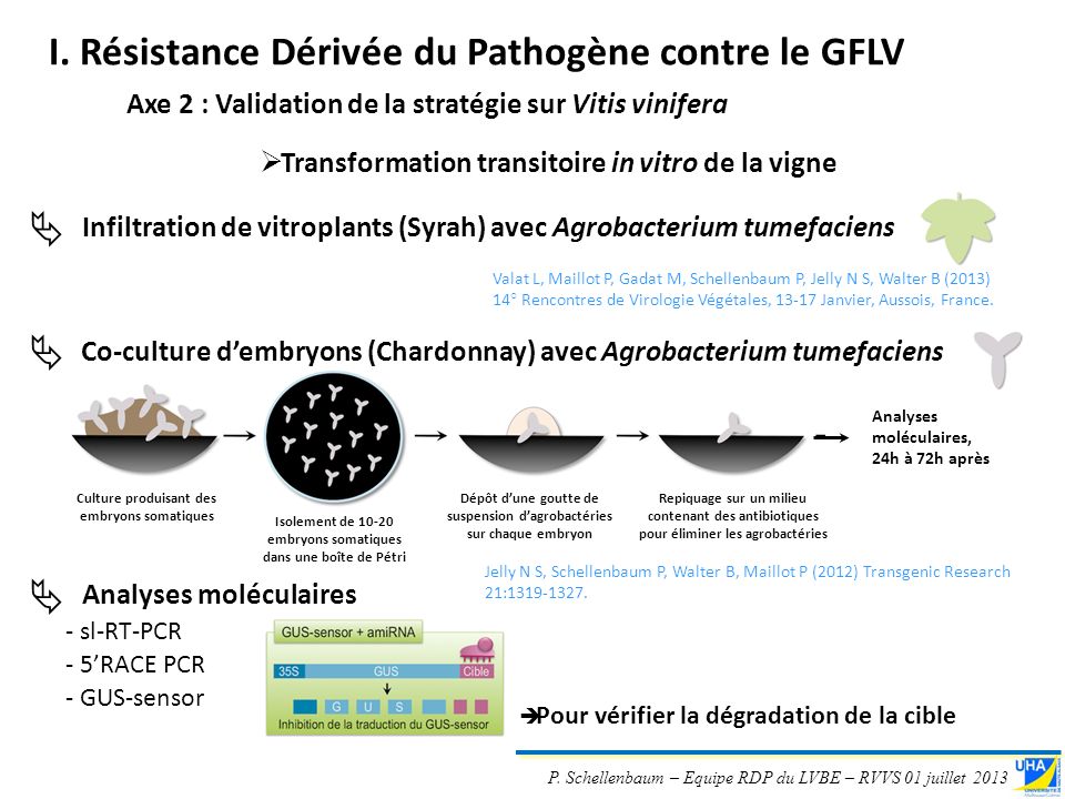 rencontres de virologie végétale 2013