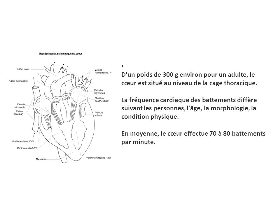 D un poids de 300 g environ pour un adulte, le cœur est situé au niveau de la cage thoracique. La fréquence cardiaque des battements diffère suivant les personnes, l âge, la morphologie, la condition physique. En moyenne, le cœur effectue 70 à 80 battements par minute.