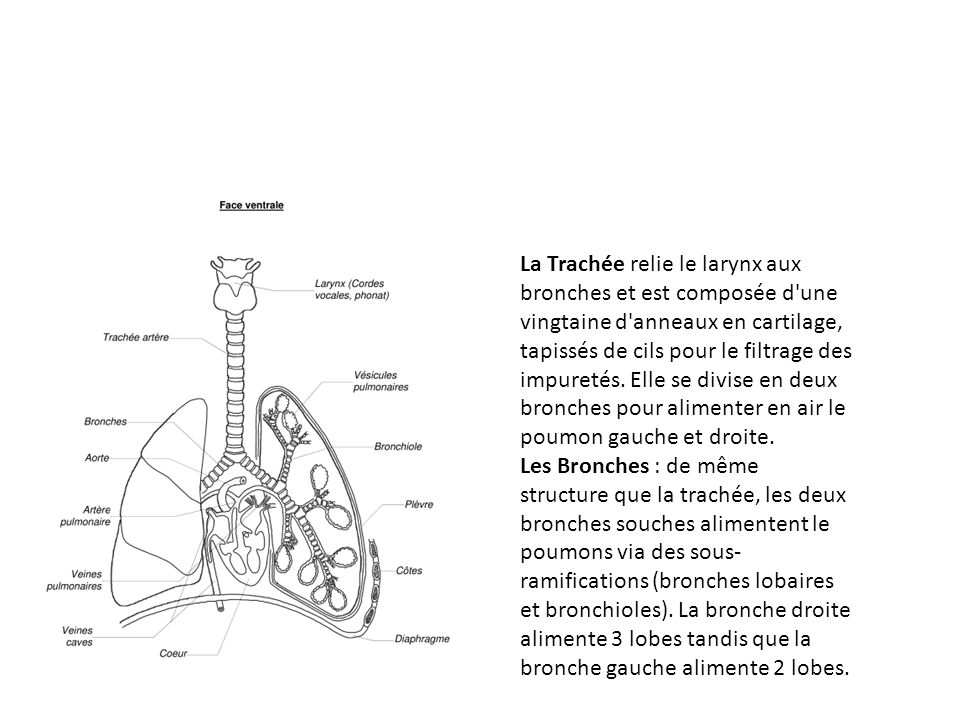 La Trachée relie le larynx aux bronches et est composée d une vingtaine d anneaux en cartilage, tapissés de cils pour le filtrage des impuretés. Elle se divise en deux bronches pour alimenter en air le poumon gauche et droite.