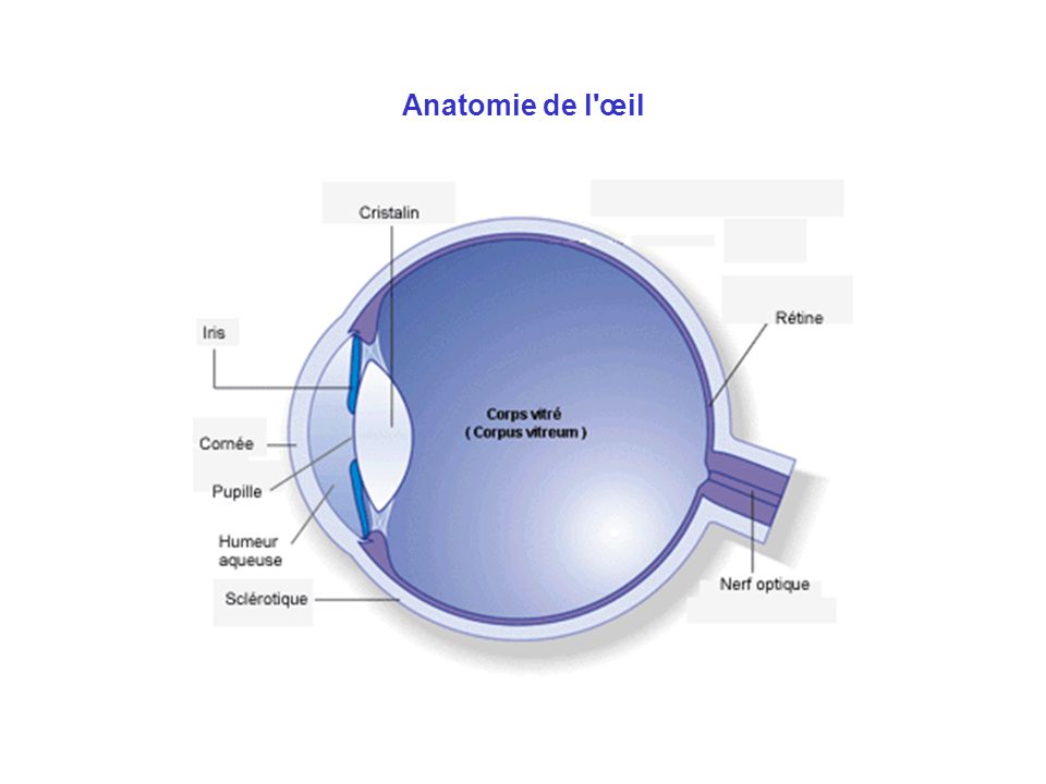 Anatomie de l œil