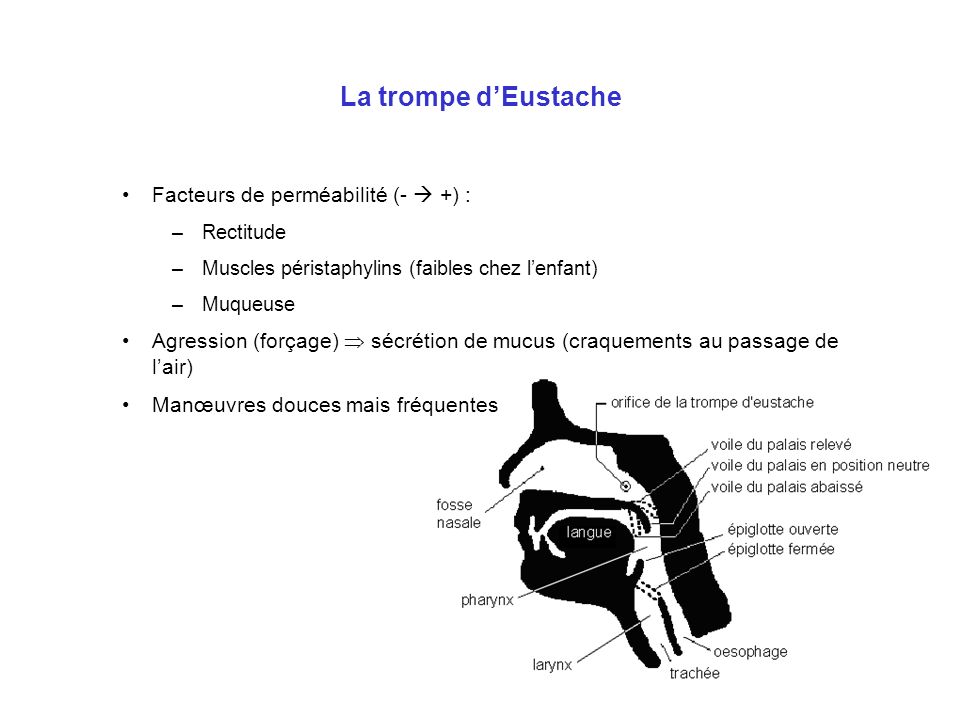 La trompe d’Eustache Facteurs de perméabilité (-  +) :