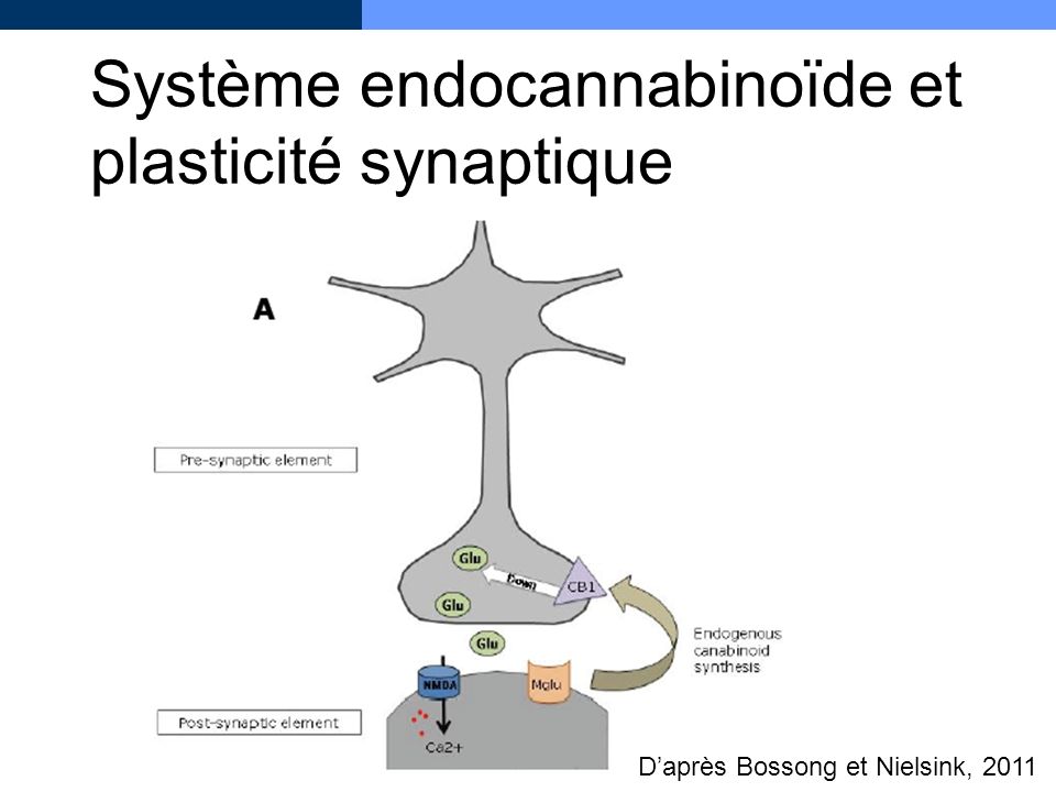 Système endocannabinoïde et plasticité synaptique
