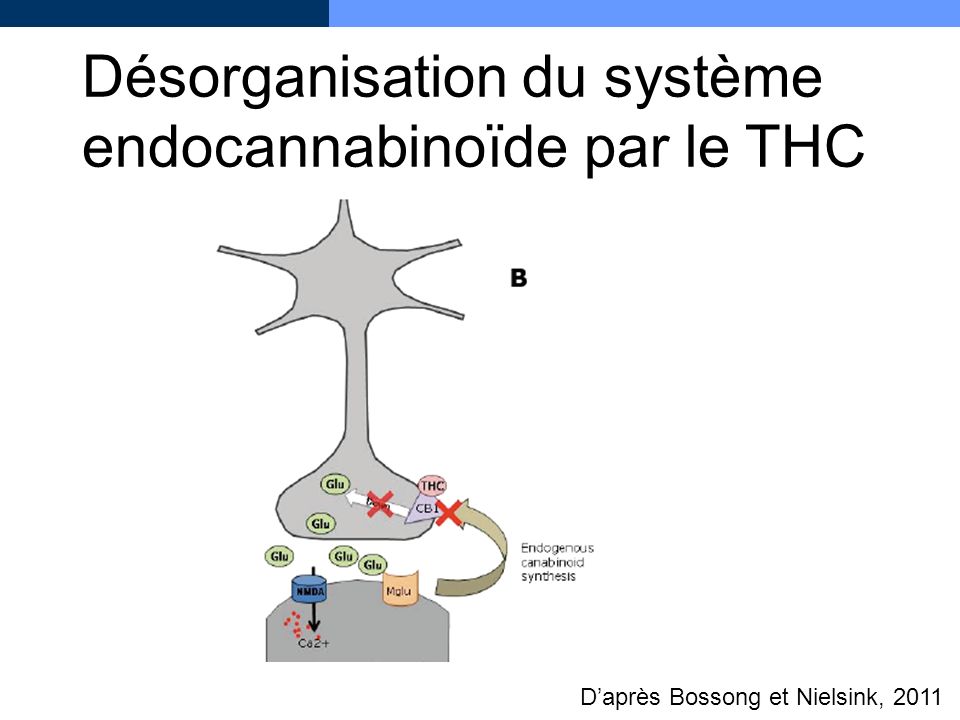 Désorganisation du système endocannabinoïde par le THC