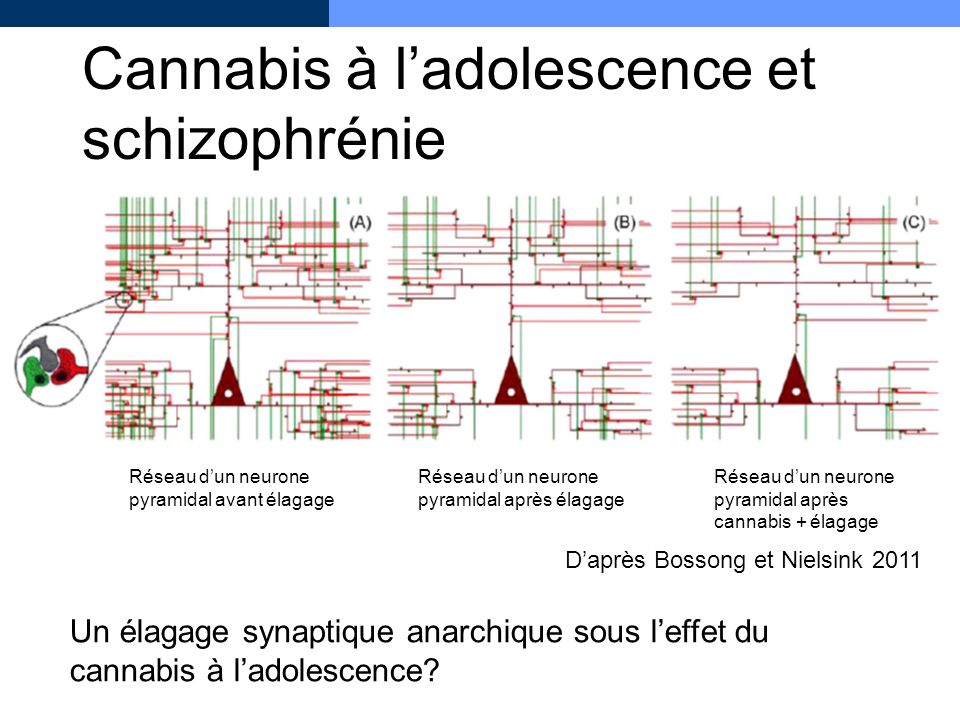 Cannabis à l’adolescence et schizophrénie