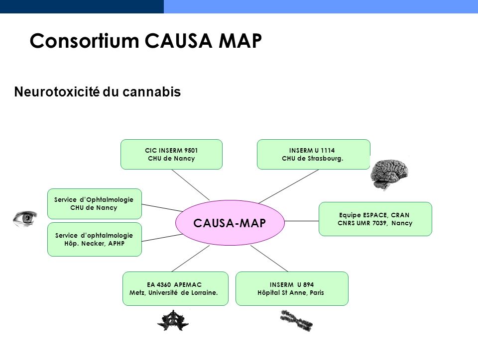 Consortium CAUSA MAP Neurotoxicité du cannabis CAUSA-MAP