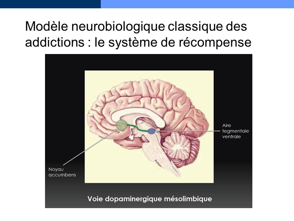 Modèle neurobiologique classique des addictions : le système de récompense