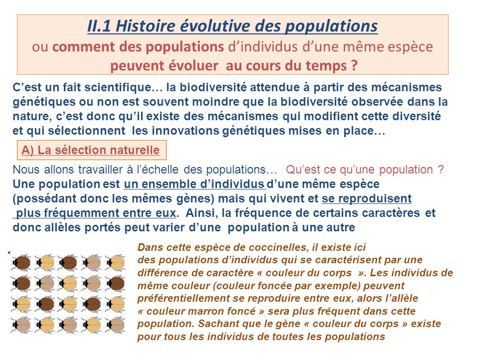II.1 Histoire évolutive des populations ou comment des populations d’individus d’une même espèce peuvent évoluer au cours du temps