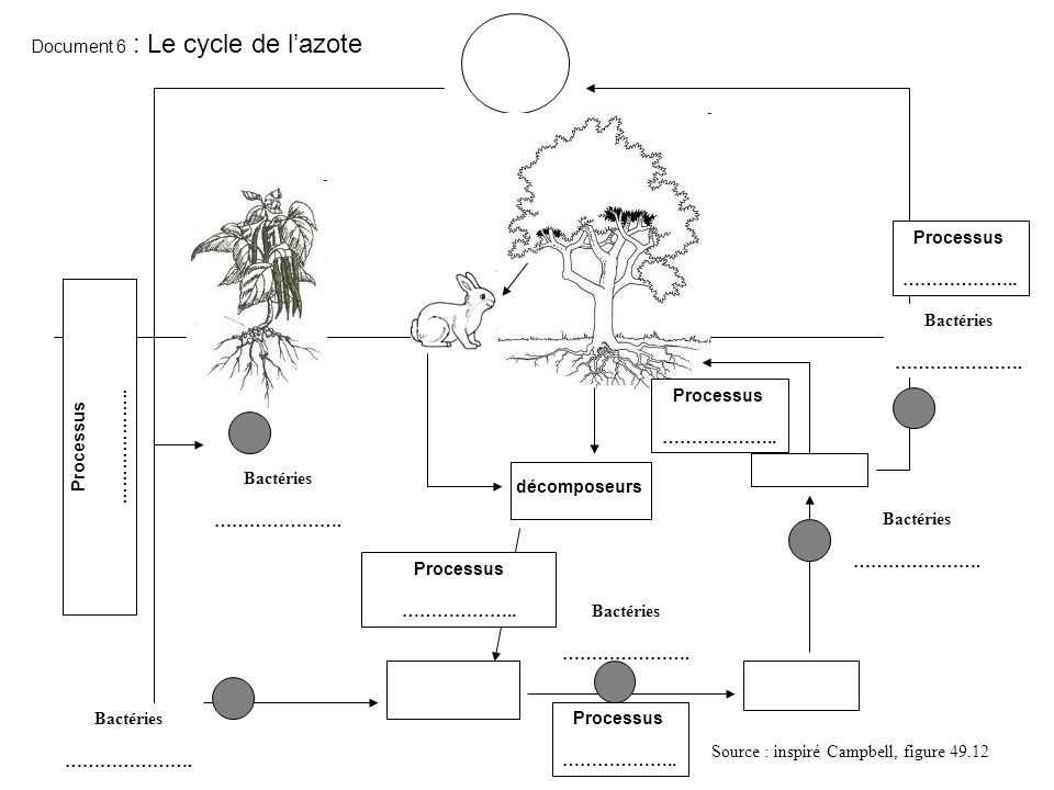Document 6 : Le cycle de l’azote