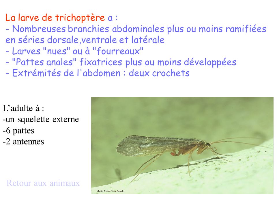 La larve de trichoptère a :
