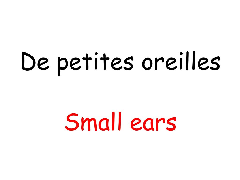 De petites oreilles Small ears
