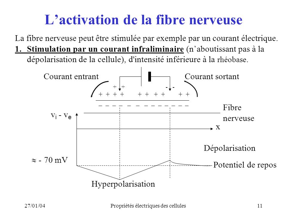L’activation de la fibre nerveuse