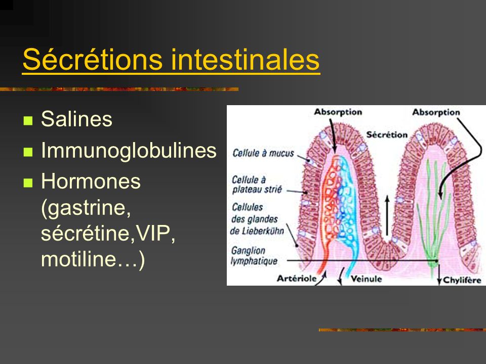 Sécrétions intestinales