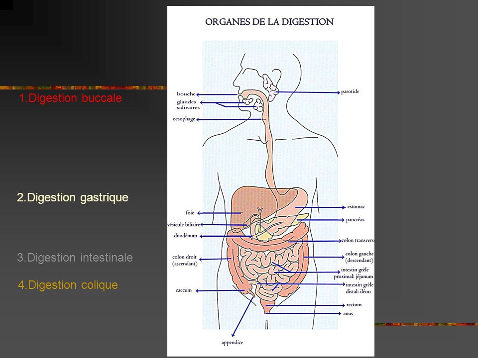 1.Digestion buccale 2.Digestion gastrique 3.Digestion intestinale 4.Digestion colique