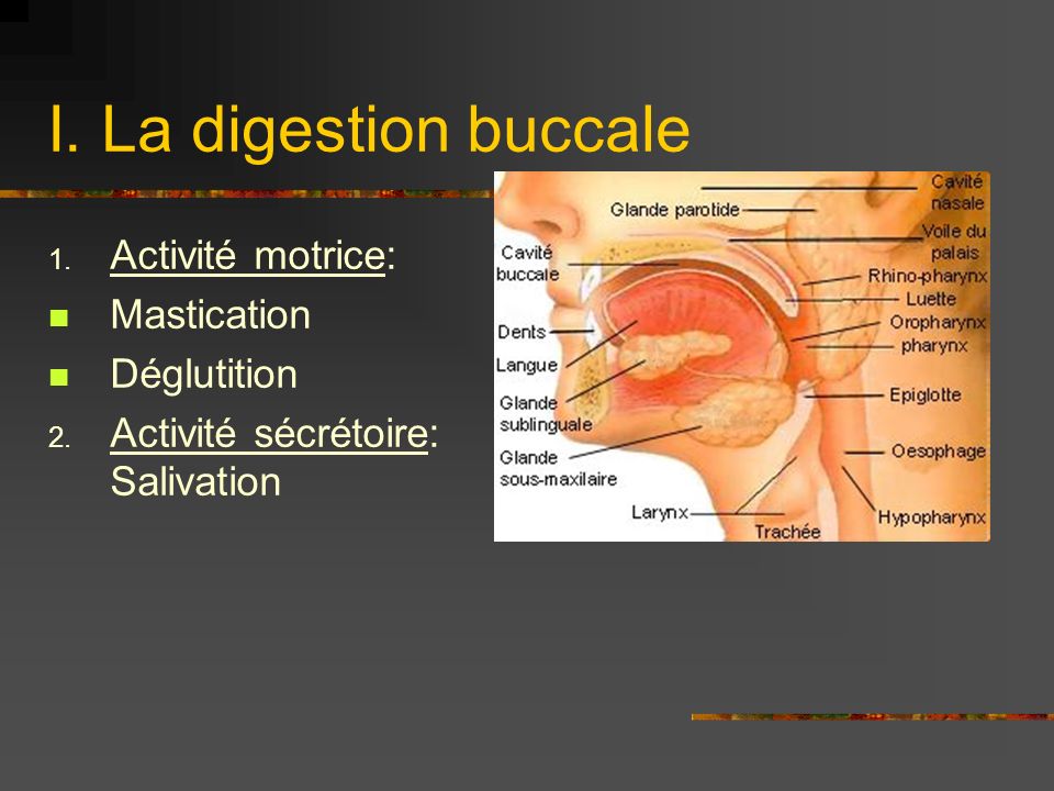 I. La digestion buccale Activité motrice: Mastication Déglutition