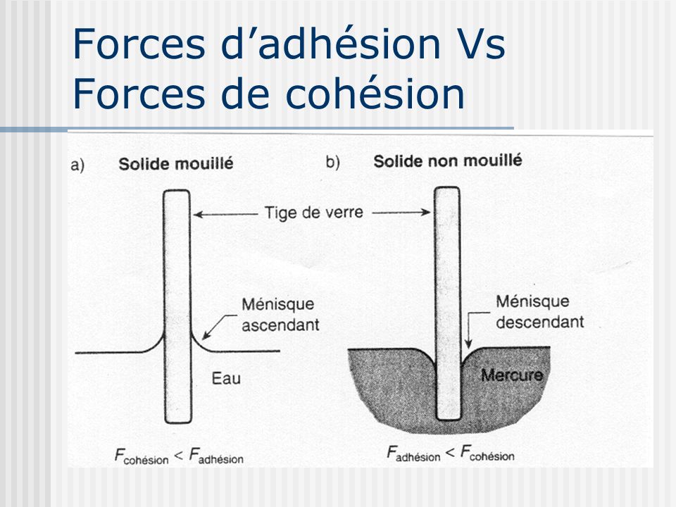 Forces d’adhésion Vs Forces de cohésion