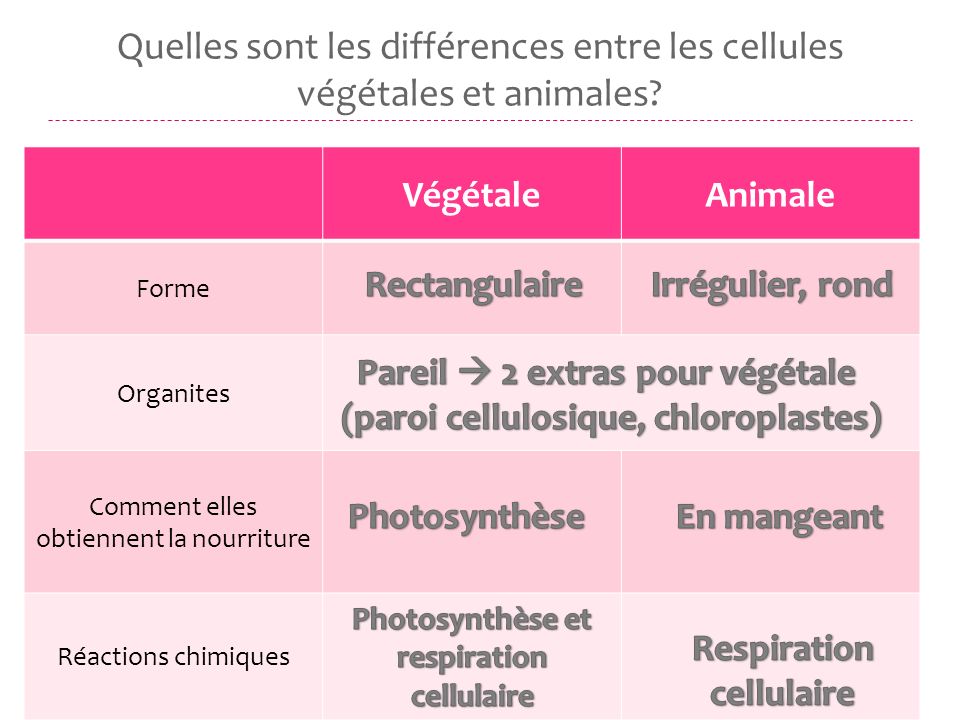 Quelles sont les différences entre les cellules végétales et animales