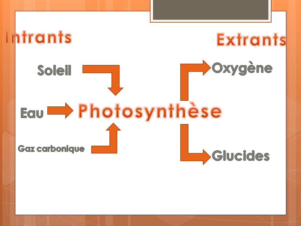 Photosynthèse Intrants Extrants Oxygène Soleil Eau Glucides