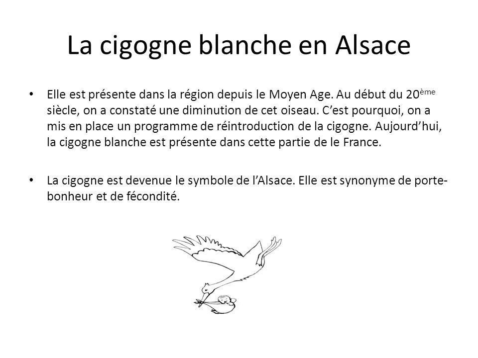 La cigogne blanche en Alsace