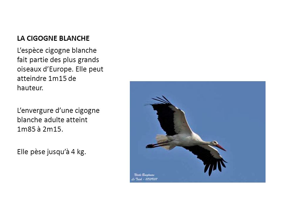 LA CIGOGNE BLANCHE L’espèce cigogne blanche fait partie des plus grands oiseaux d’Europe. Elle peut atteindre 1m15 de hauteur.