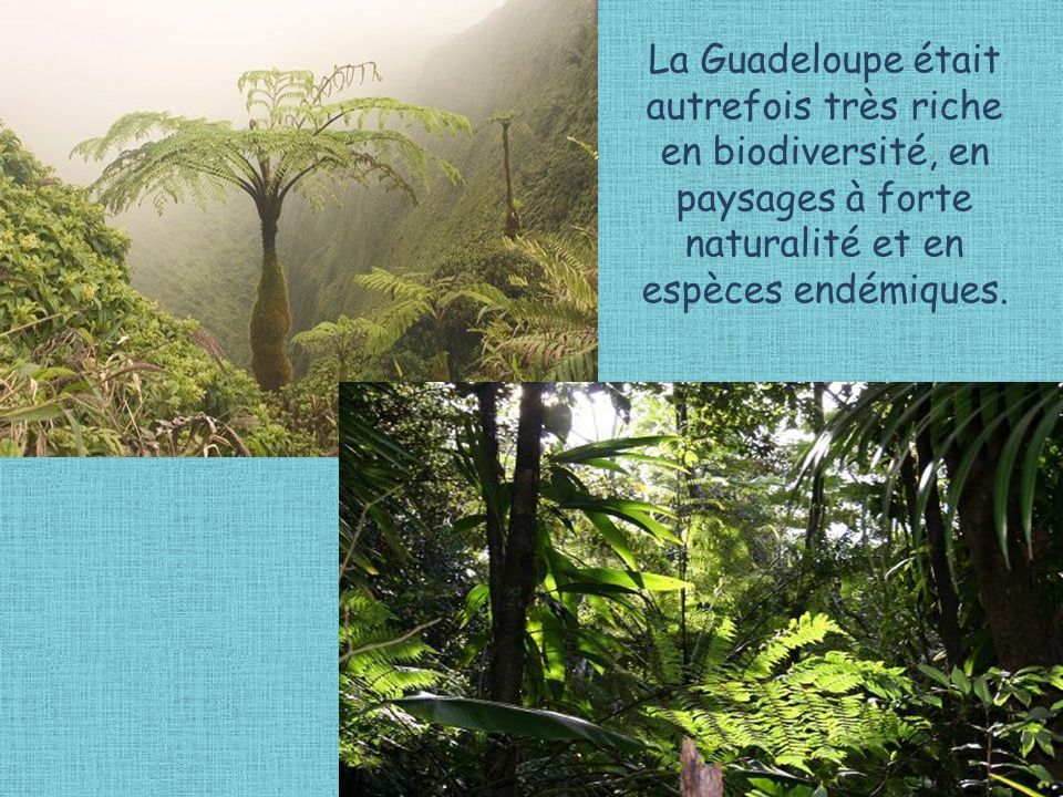 La Guadeloupe était autrefois très riche en biodiversité, en paysages à forte naturalité et en espèces endémiques.