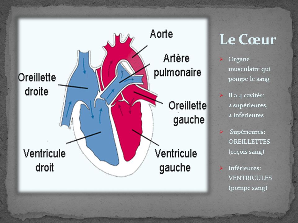 Le Cœur Organe musculaire qui pompe le sang