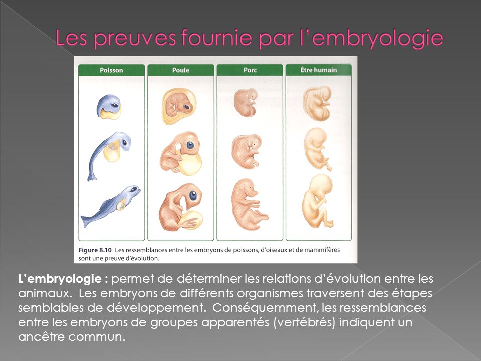 Les preuves fournie par l’embryologie