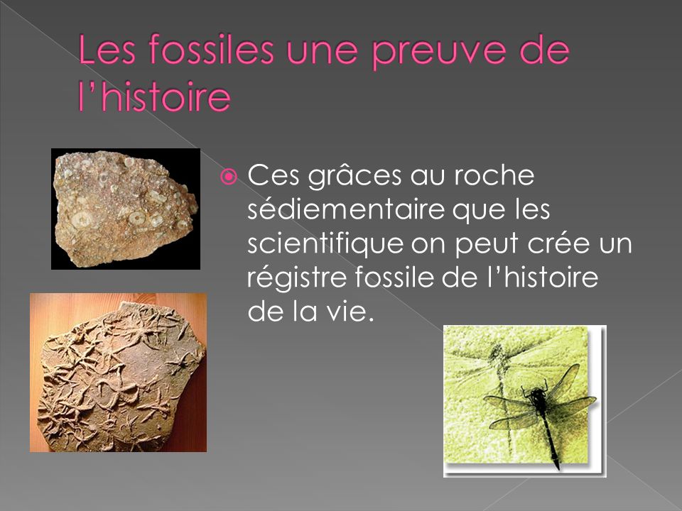 Les fossiles une preuve de l’histoire