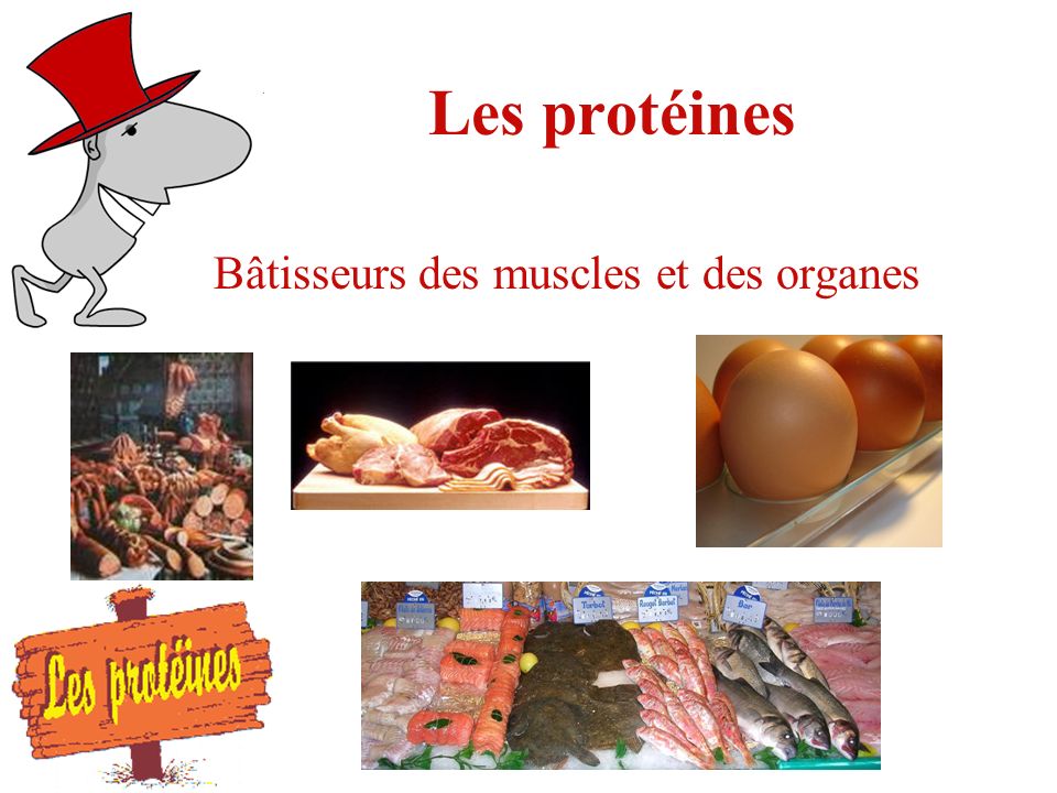 Les protéines Bâtisseurs des muscles et des organes