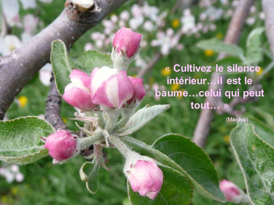 « Cultivez le silence intérieur…il est le baume…celui qui peut tout… »