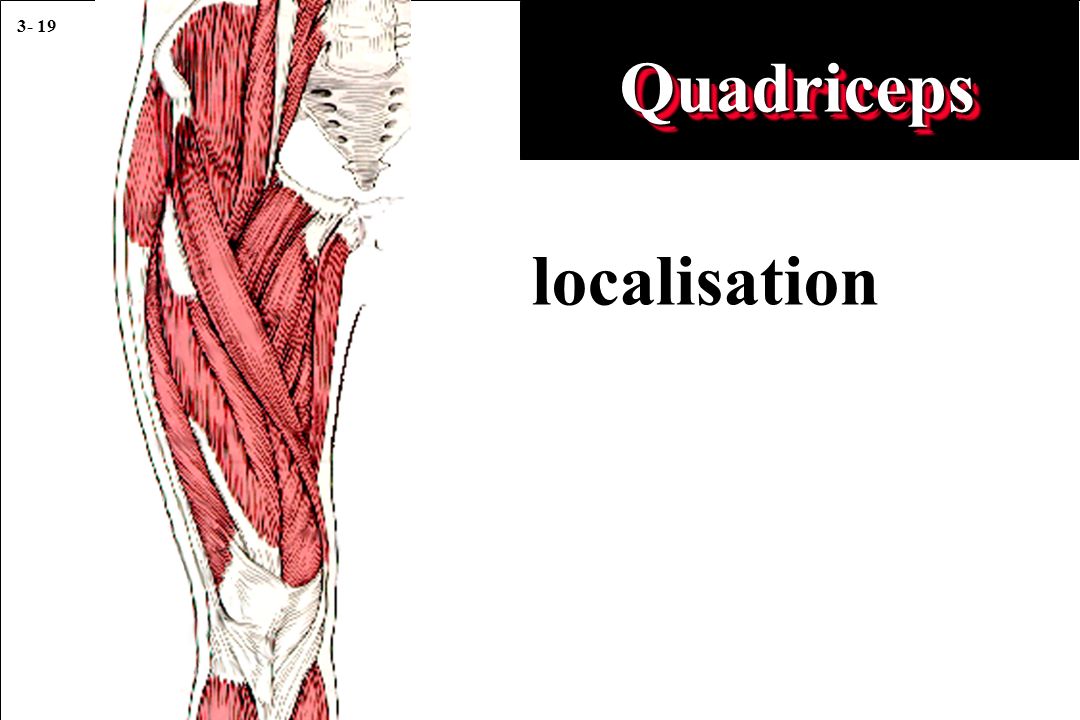 Quadriceps localisation