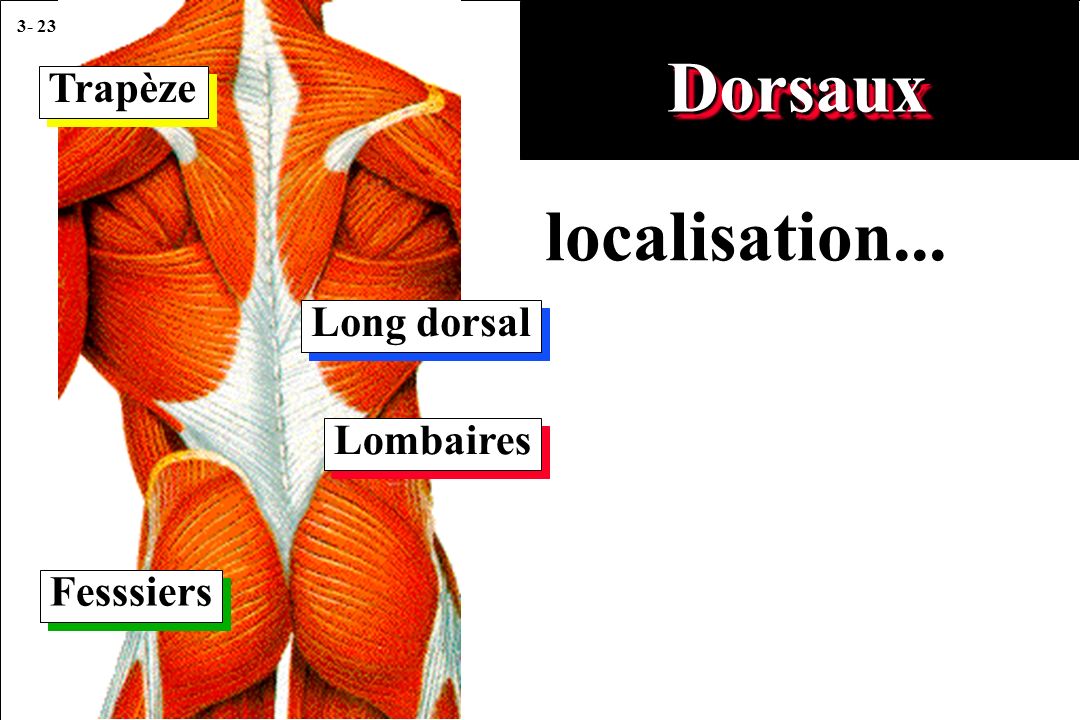 Dorsaux Trapèze localisation... Long dorsal Lombaires Fesssiers