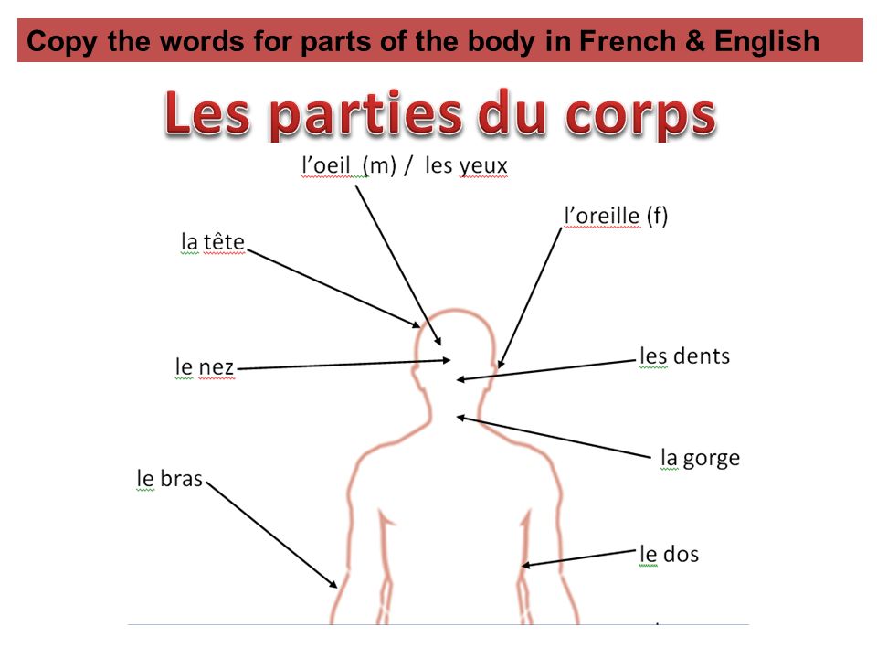 Copy the words for parts of the body in French & English