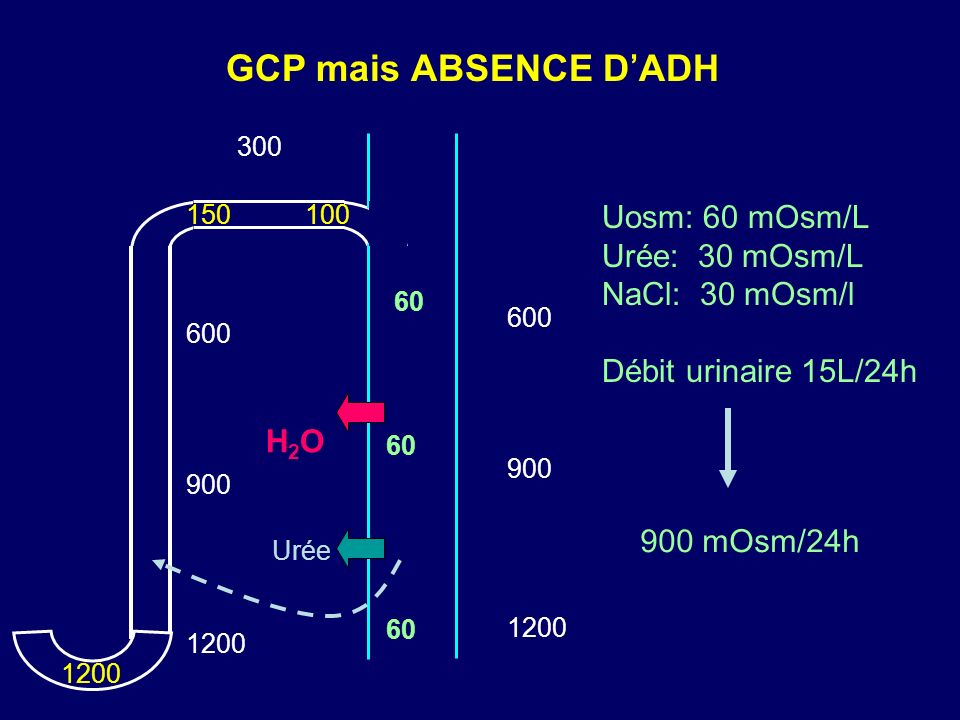 GCP mais ABSENCE D’ADH Uosm: 60 mOsm/L Urée: 30 mOsm/L NaCl: 30 mOsm/l