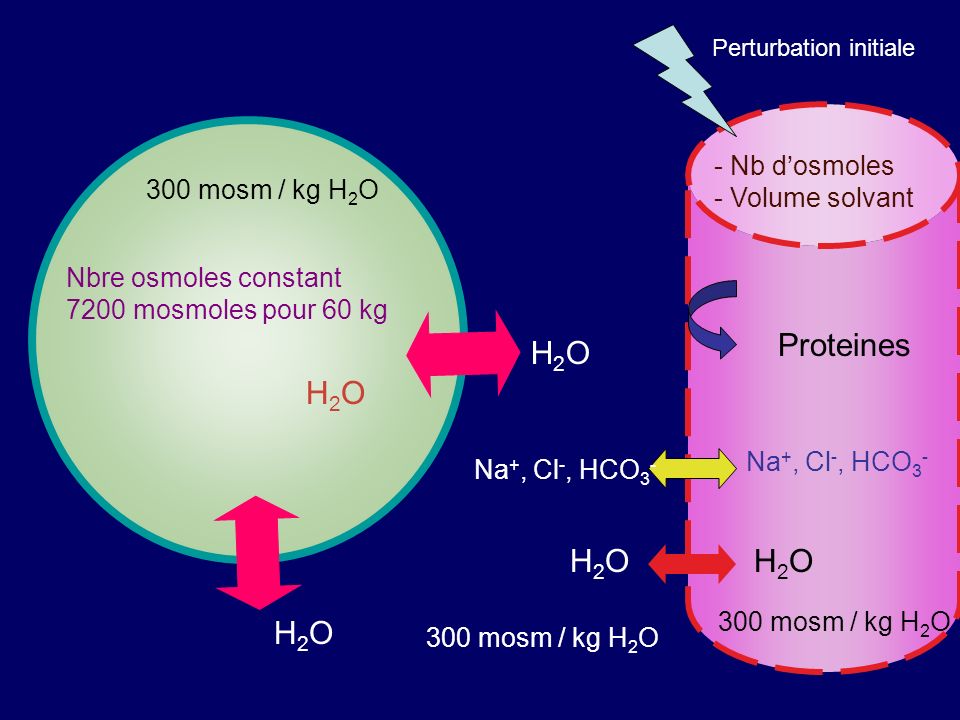 Proteines H2O H2O - Nb d’osmoles - Volume solvant 300 mosm / kg H2O