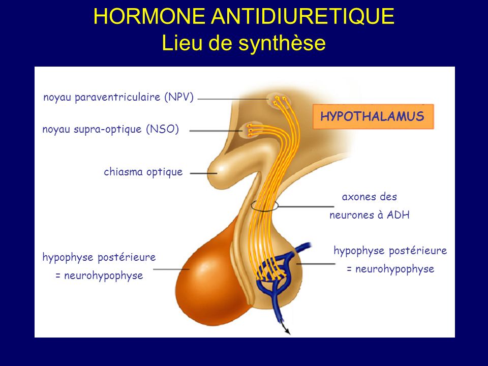 HORMONE ANTIDIURETIQUE Lieu de synthèse