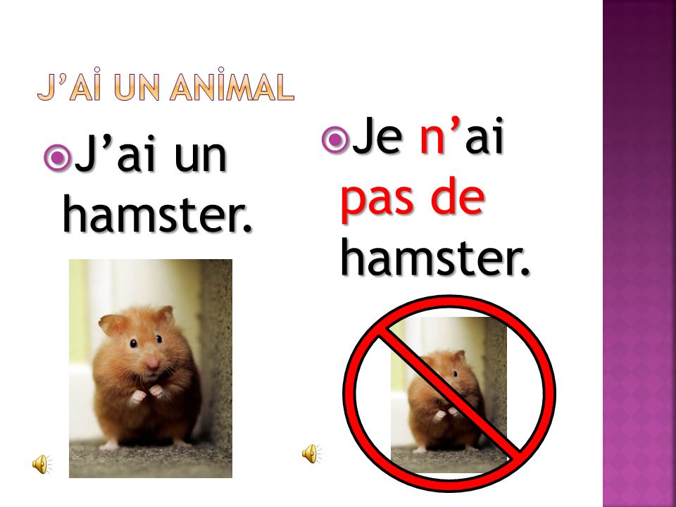J’Aİ UN ANİMAL Je n’ai pas de hamster. J’ai un hamster.