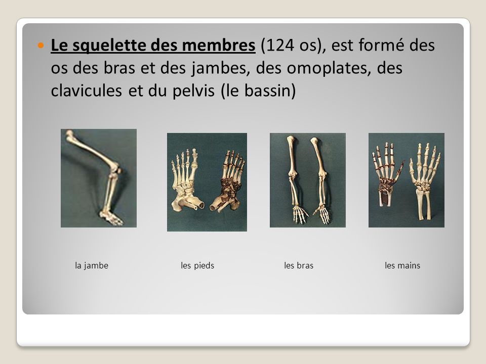 Le squelette des membres (124 os), est formé des os des bras et des jambes, des omoplates, des clavicules et du pelvis (le bassin)