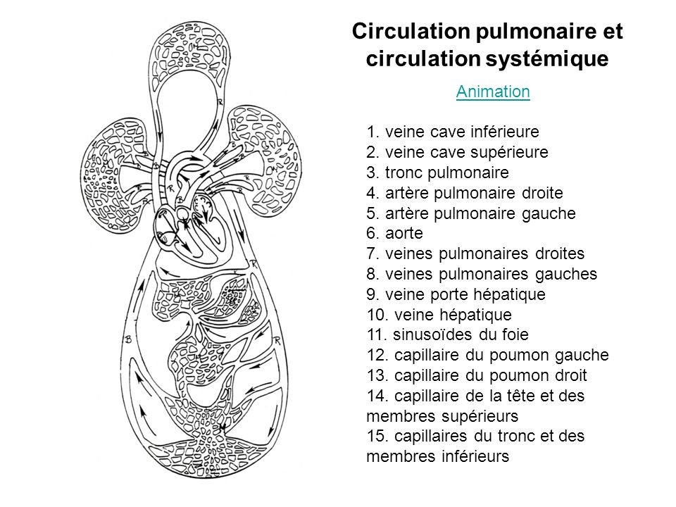 Circulation pulmonaire et circulation systémique