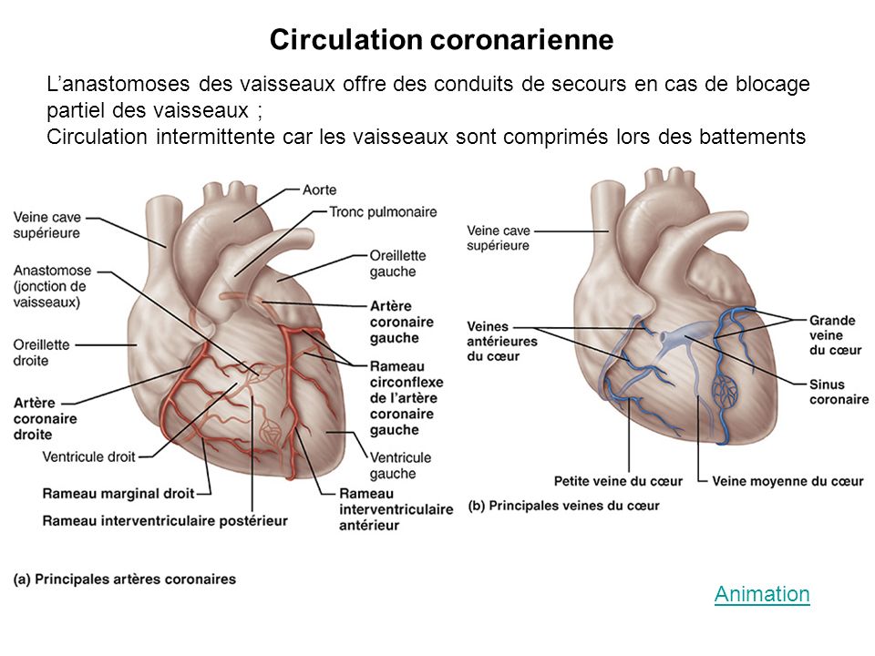 Circulation coronarienne