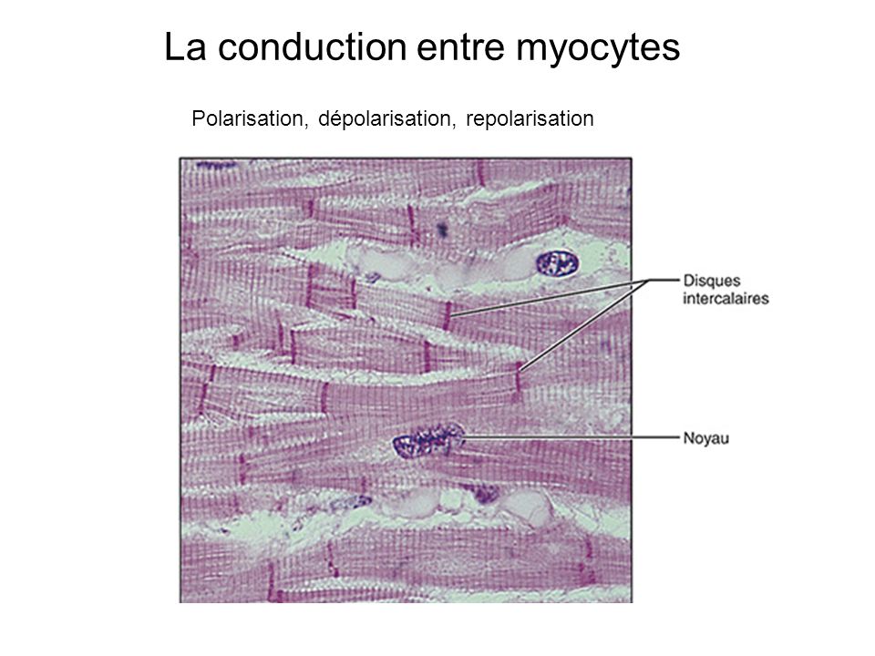 La conduction entre myocytes