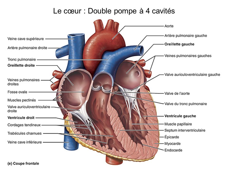 Le cœur : Double pompe à 4 cavités