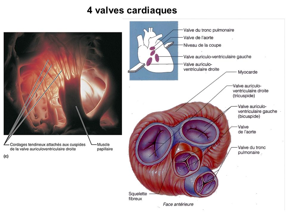 4 valves cardiaques Anti-retour entre les battements !