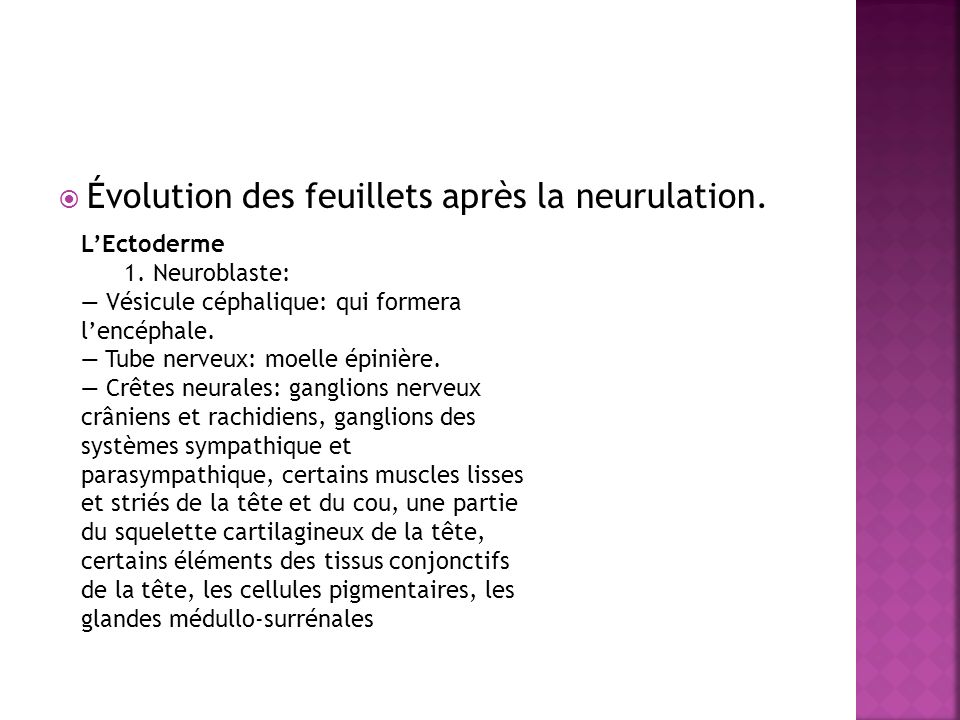 Évolution des feuillets après la neurulation.